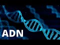 Cuestionario sobre el ADN