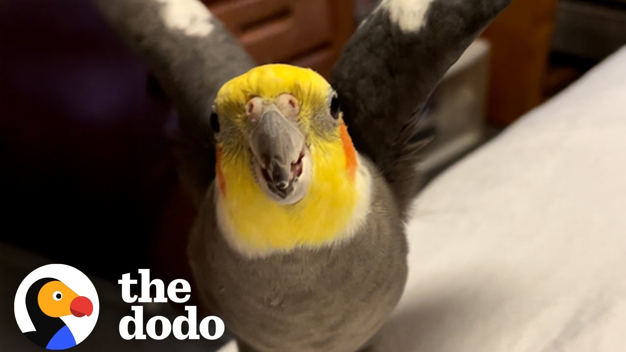 Bird Who Won't Let Mom Have A Boyfriend Finally Breaks Down - The Dodo