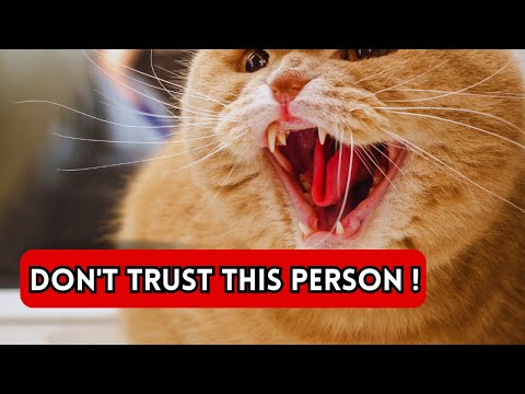 Cat Warning Signs of Bad People: How Your Cat Warns You