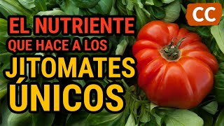 EL NUTRIENTE que hace a LOS JITOMATES ÚNICOS | Ciencia de la Comida