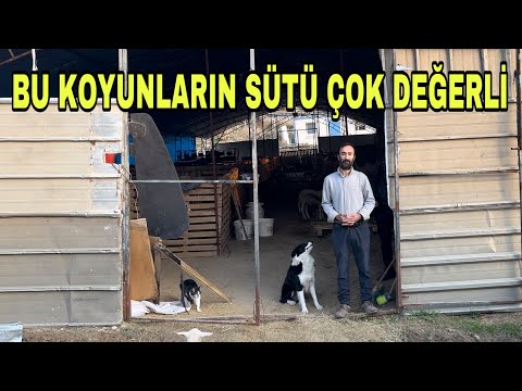 KOYUN SÜTÜNÜ 75 TL DEN SATIYOR ~ PARA BÖYLE KAZANILIR
