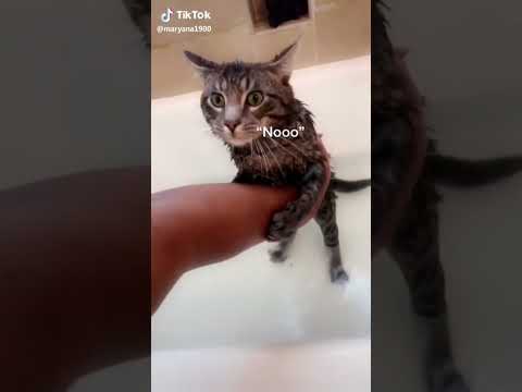 Ce n'est pas ce que vous croyez #shorts #chats