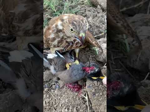 hawk enjoying prey#goshawkhunting #sparrowhawk #eagle #falcon #bird
