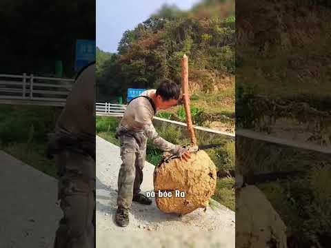 Người đàn ông phá hủy tổ ong vò vẽ