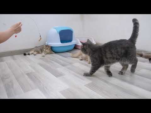 Cute cats play with teaser toys