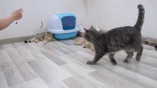 Cute cats play with teaser toys