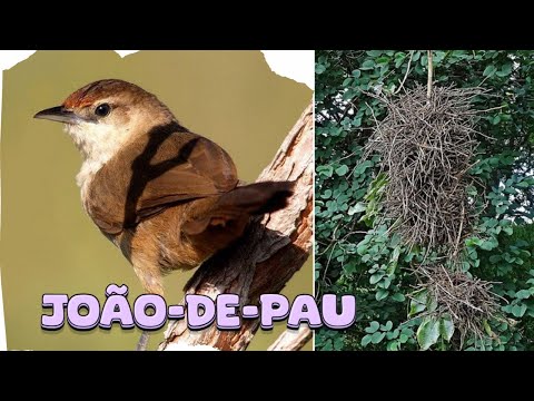 João de pau ( Phacellodomus rufifrons ) conhecida pelos seus grandes ninhos em galhos de árvores