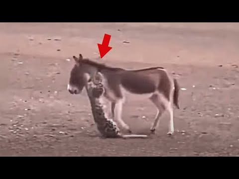 Veja o que aconteceu quando este leopardo atacou o burro