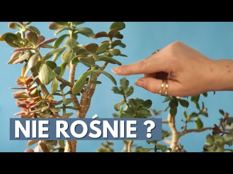drzewko szczescia grubosz crassula 7 powodów dlaczego twoje drzewko szczescia nie rosnie
