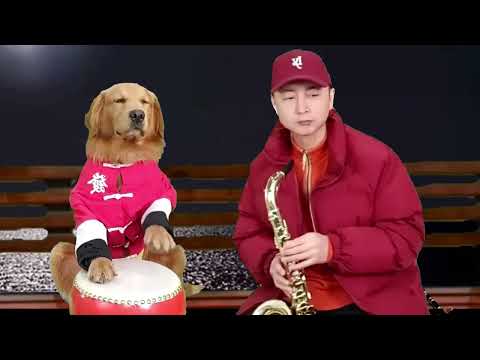 Drummer 088 🎵 🥁 Golden Retriever 🐕  #shorts  #goldenretriever  #music