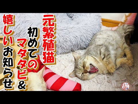 【野犬　保護犬　保護猫】初めての蹴りぐるみを貰った元繁殖猫達＆嬉しいお知らせ＋おまけコーナー