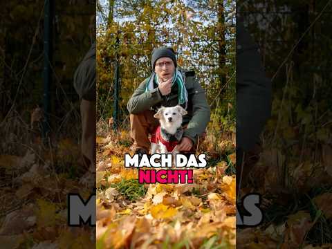 MACH DAS NICHT IM HERBST 🐶 #hund #comedy #vlog #tutorial