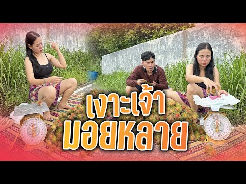เงาะเจ้ามอยหลายคัก
