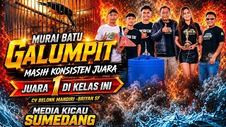 MURAI GALUMPIT •JUARA 1 •DAN MASIH KONSISTEN JUARA DI SETIAP EVENT•CV BELONK MANDIRI -BRIYAN SF