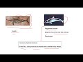 Fossil Analysis and Interpretation