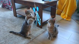 ASÍ SIGUEN LOS NUEVOS GATITOS + JUGUETES