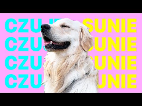 CZUJE SUNIE (TikTok) [WERSJA 1H]