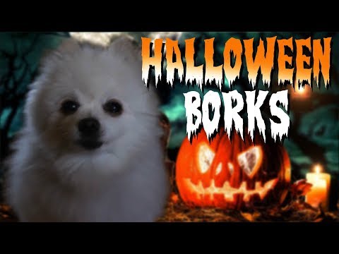 Halloween Borks