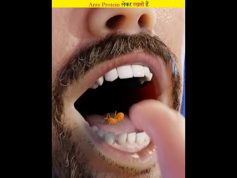 Ant can fulfill your protein requirement