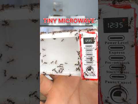 I GAVE my ANTS a TINY MICROWAVE!!