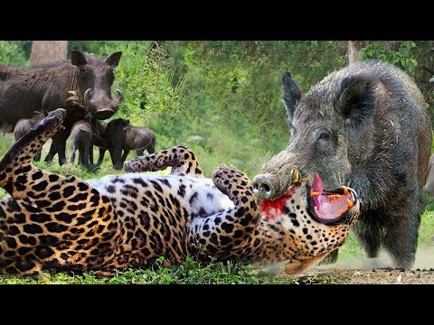 Incredible! Ferocious Warthog Attacks Lion Madly Causing The Predator To Run Away In Fear