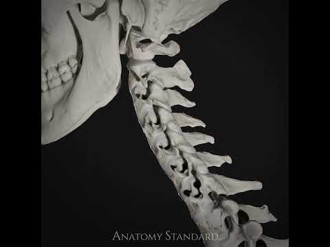 Flexion and extension of the neck.