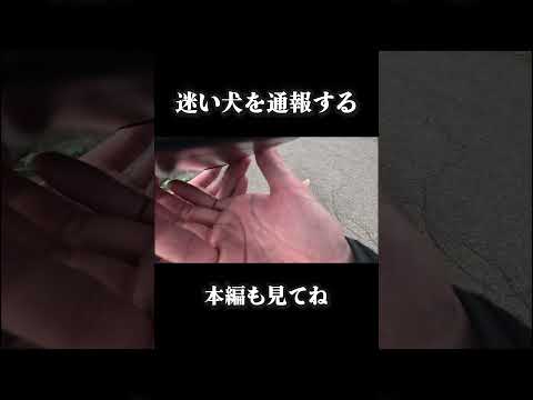 迷い犬を通報する事になった #モトブログ #俳優 # #ツーリング