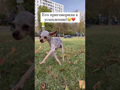 Его принесла на усыпление собственная семья
