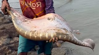Best Fishing Video 2025 // Big Chitol Fish Catching With Net in the Beautiful River