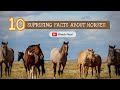 Horses: Behavior and Physiology