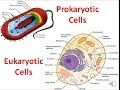 Cell Structure and Function Concepts