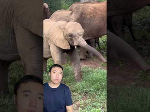 Удивительная Анатомия Слона