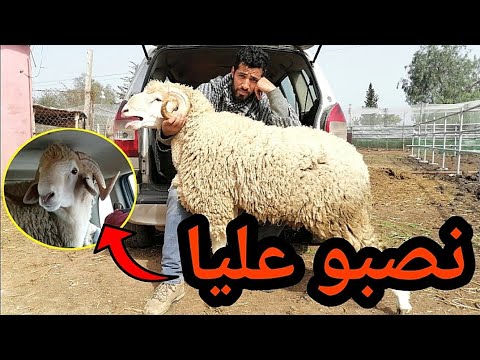 تعرضت لعملية نصب في احد أكبر أسواق الغنم🐏🐏 وعثرت على مول الفعلة وهذا ما وقع معه