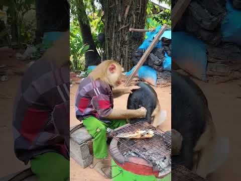 Kiki Monkey best videos  complaint   | Kiki Monkey