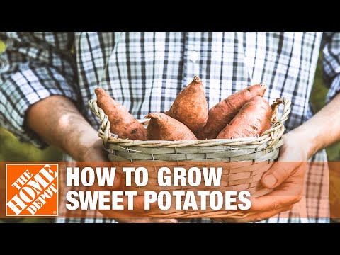 How to Grow Sweet Potatoes
