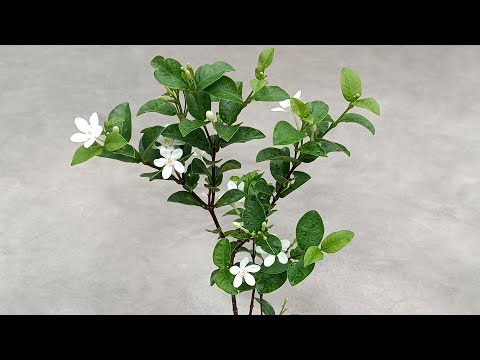 How to grow Bhutan Mallika flowers | Grow in pot