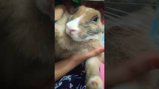 #animals #animallover #shorts