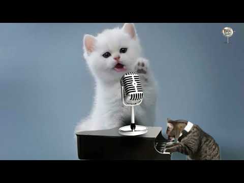 LUCU BANGET !! KUCING NYANYI LAGU GARAM DAN MADU