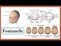 Fontanelles and Skull Sutures