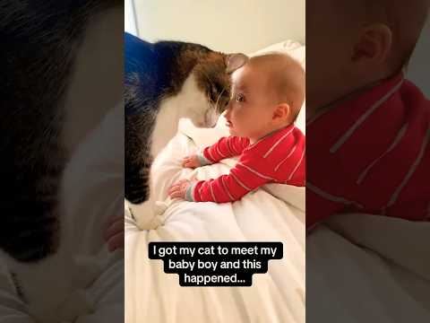 Gatos🐈😹 y niños👦 divertidos😂😂#cat #parati #funny #viral #cute #gatos #niños #humor