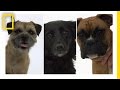 Understanding Dog and Human Yawning