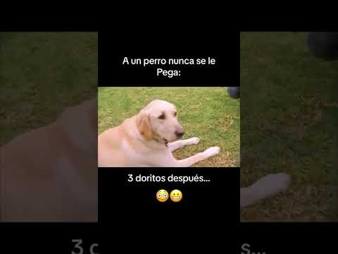 Perro que ladra no muer** #shorts