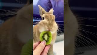 Cute Rabbit #shorts #shortvideo #rabbit