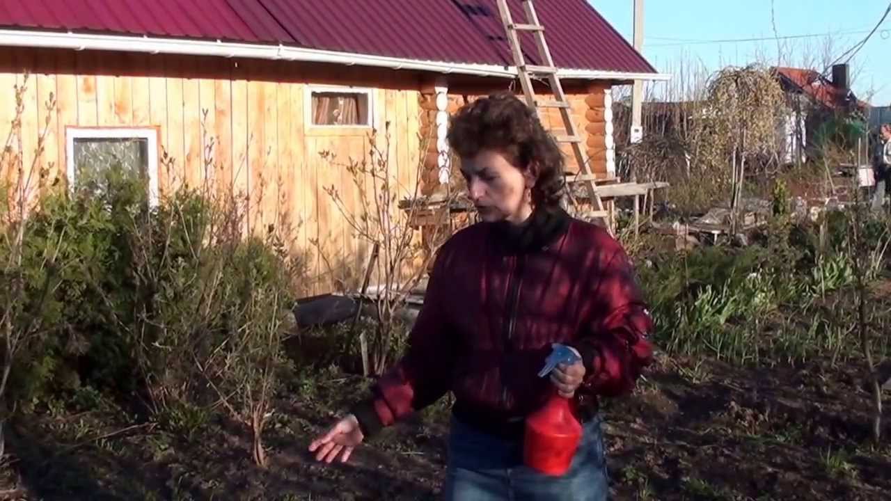 Почему желтеет чеснок.