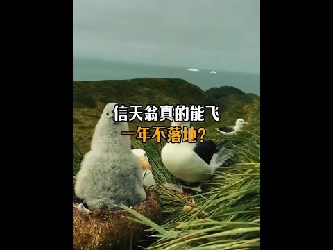 信天翁真的能連續飛一年不落地?#動物 #科普 #信天翁