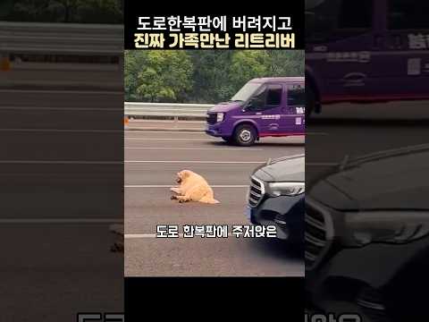 도로한복판에 버려지고 진짜 가족만난 리트리버#강아지 구조 #동물감동스토리#리트리버구조