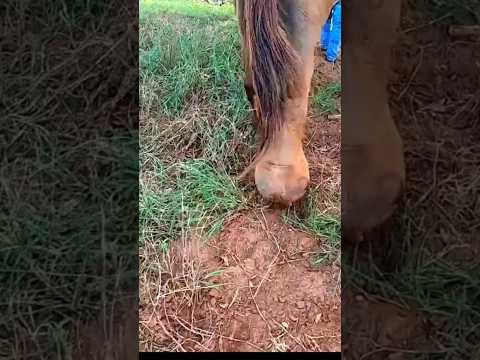 largest hoof ever #satisfying #hoof #animal #hoofcare #asmr #horse #foryou