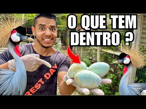 Quebrei o ovo do grou coroado | Fazendo Ovo de Gesso | Atualizado a criação | Aves Recriar