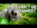 Understanding Zebras and Their Differences from Horses