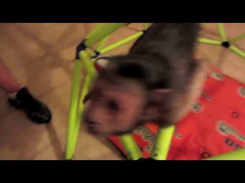 Capuchin Monkey Room Tour